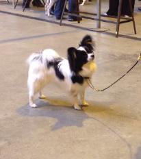 spinillons sofistication best Puppy in Show East Kent Nov 2013