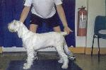Zeke 6 month best puppy in Match