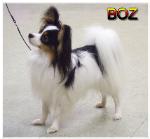 Bozza 13m