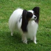 Safffire BIS 22.5.10