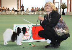 Ch Spinillons Rebel Rowser JW SH CM WKC group 3 ( double with his mum Saffy )