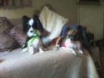 Fly and Archie at Halloween