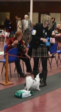 Jo and Spinillons Saffire JW SH CM winning Open Bitch and eventually her 2nd BCC at the Scottish Papillon Club May 08