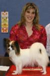 ch. Ibstock Tululah For Spinillons BIS Papillon Club Show