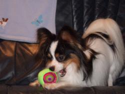 Bozza and his merlin ball