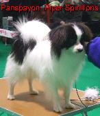 Piper
