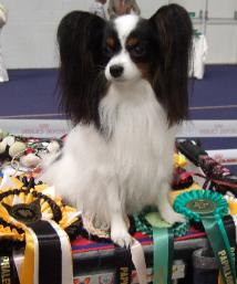 Saffire winning Both BIS at the pap and phalene club of Irleland 22.5.10