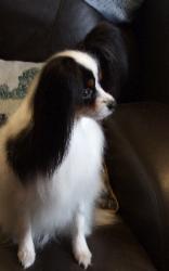 Perfect Front, Perfect Head My Sweet Saffire