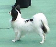 Saffy outline at 12m - Nicely balanced with Medium Correct Neck