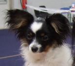 SPINILLONS ANNABELLES FIRST SHOW IN IRELAND HEAD SHOT