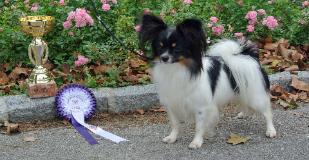 Swiss Ch Spinillons Bonnie 