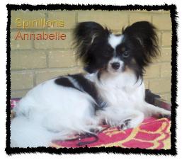 Annabelle relaxing and posing after winning!