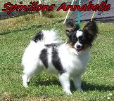 Spinillons Annabelle