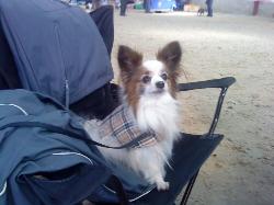 Timmy aged 13 showing off his new burberry coat.