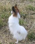 Tuli being nosey on her walk