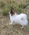Tula walking in Scotland