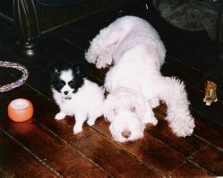 Zeb and Zeke as puppies and best pals