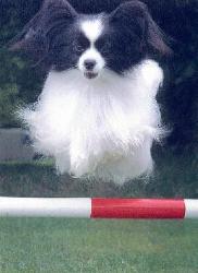 Zeb agility