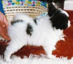 Zebedee The Budding STAR at 5 weeks - I knew he had to be mine then