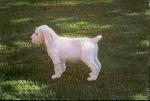 Zeke aged 7 weeks