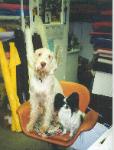 Zeke and Sparky at Work