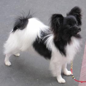 Zuzzi standing perfectly May 11