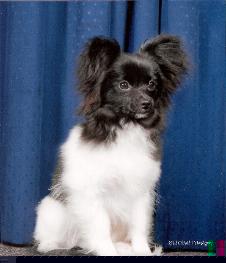 Perfect little Zuzzi