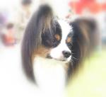 Bozza