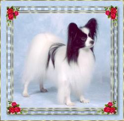 Zebedee 4 Years