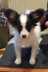 Colt 11 weeks