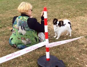Class Winner Papillon club show July 15 - Rodney Oldham