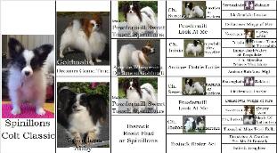 Pedigree of Spinillons Colt Classic JW, NL Jun Ch 