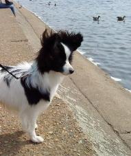 Gilbert on the duck hunt aged 8m