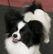 Spinillons Isadora JW - RBCC winner at Papillon Club of Scotland May 08