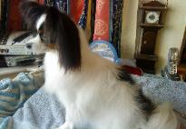 Saffy watching out of the window after her bath, showing her lovely correct Medium Neck off.