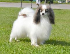 Tiago Ch Stakes Winner