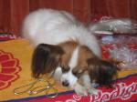 Tulah resting before going in for Best in Show