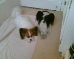 Tuli before Whelping resting with Sparky her buddy
