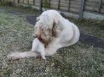 zeke puppy sitting