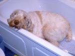 Zekey cooling off.........